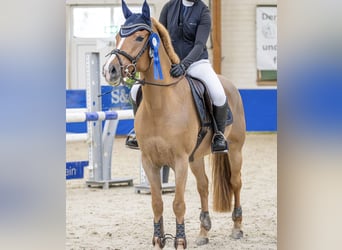 NRPS, Merrie, 9 Jaar, 147 cm, Vos