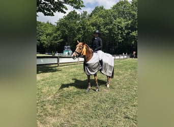 NRPS, Merrie, 9 Jaar, 147 cm, Vos