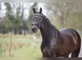 NRPS, Merrie, 9 Jaar, 153 cm, Donkerbruin