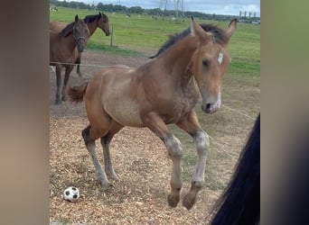 NRPS, Merrie, Veulen (04/2025), 136 cm, Buckskin