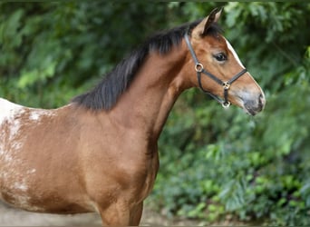 NRPS, Merrie, veulen (03/2024), 147 cm, Appaloosa