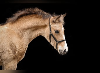 NRPS, Merrie, Veulen (04/2025), 148 cm, Palomino