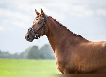 NRPS, Ruin, 10 Jaar, 148 cm, Vos