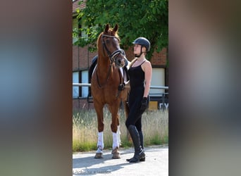 NRPS, Ruin, 11 Jaar, 153 cm, Vos
