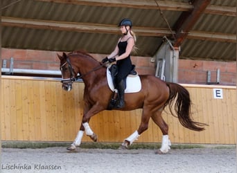 NRPS, Ruin, 11 Jaar, 153 cm, Vos