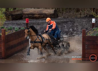 NRPS, Ruin, 12 Jaar, 143 cm, Buckskin