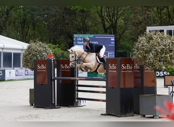 NRPS, Ruin, 12 Jaar, 148 cm, Palomino