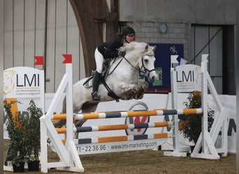 NRPS, Ruin, 12 Jaar, 148 cm, Schimmel