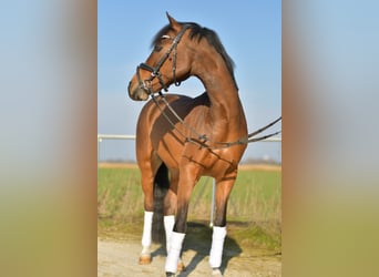 NRPS, Ruin, 13 Jaar, 144 cm, Bruin