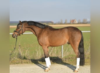 NRPS, Ruin, 13 Jaar, 144 cm, Bruin