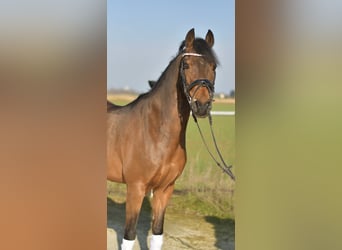 NRPS, Ruin, 13 Jaar, 144 cm, Bruin