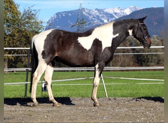 NRPS, Ruin, 13 Jaar, 160 cm, Gevlekt-paard