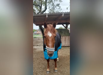 NRPS, Ruin, 14 Jaar, 150 cm, Donkere-vos