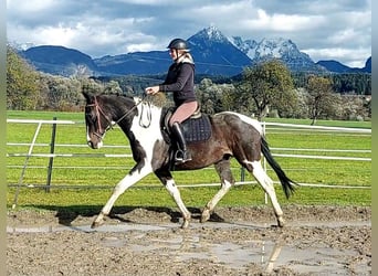 NRPS, Ruin, 14 Jaar, 160 cm