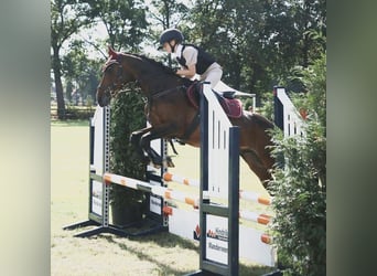 NRPS, Ruin, 18 Jaar, 144 cm, Bruin