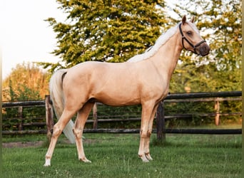 NRPS, Ruin, 2 Jaar, 141 cm, Palomino
