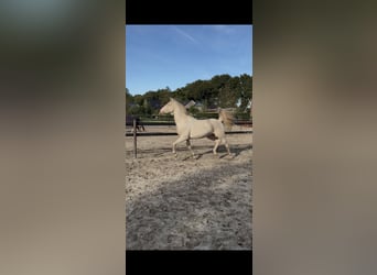 NRPS, Ruin, 2 Jaar, 142 cm, Cremello