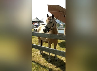 NRPS Mix, Ruin, 2 Jaar, 142 cm, Falbe