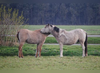 NRPS Mix, Ruin, 2 Jaar, 142 cm, Falbe