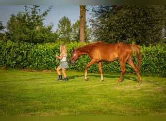 NRPS, Ruin, 2 Jaar, 142 cm, Roodvos