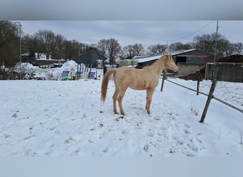 NRPS, Ruin, 2 Jaar, 150 cm, Perlino