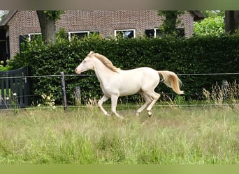 NRPS, Ruin, 2 Jaar, 150 cm, Perlino