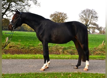 NRPS, Ruin, 3 Jaar, 137 cm, Zwartbruin