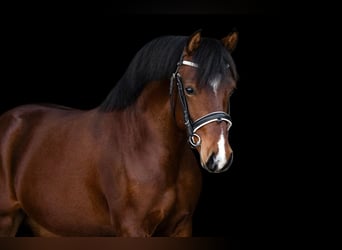 NRPS, Ruin, 3 Jaar, 141 cm, Bruin