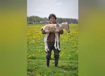 NRPS Mix, Ruin, 3 Jaar, 142 cm, Falbe