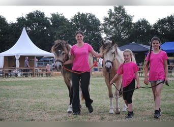 NRPS Mix, Ruin, 3 Jaar, 142 cm, Falbe