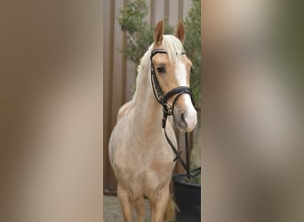 NRPS, Ruin, 3 Jaar, 142 cm, Palomino