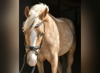 NRPS, Ruin, 3 Jaar, 142 cm, Palomino