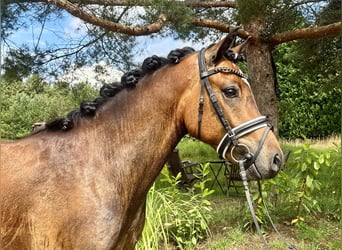 NRPS, Ruin, 3 Jaar, 144 cm, Bruin