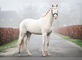 NRPS, Ruin, 3 Jaar, 144 cm, Cremello