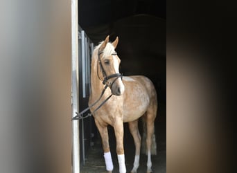 NRPS, Ruin, 3 Jaar, 145 cm, Palomino