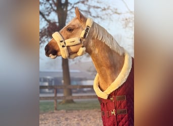 NRPS, Ruin, 3 Jaar, 145 cm, Palomino