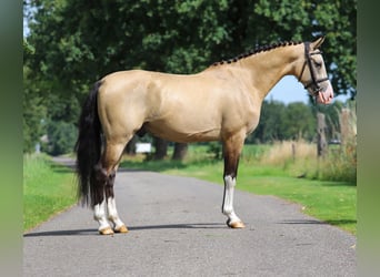 NRPS, Ruin, 3 Jaar, 147 cm, Buckskin