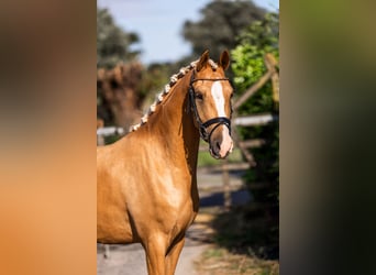 NRPS, Wallach, 3 Jahre, 147 cm, Palomino