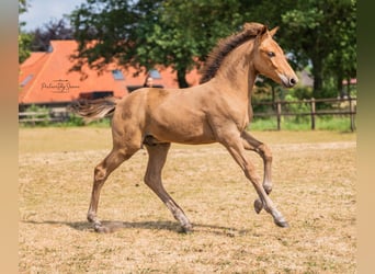 NRPS Mix, Ruin, 3 Jaar, 152 cm, Bruin
