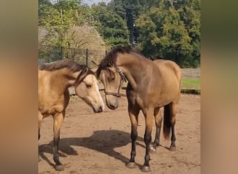 NRPS, Ruin, 3 Jaar, 156 cm, Falbe