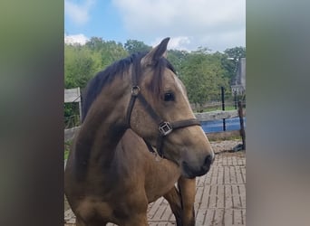 NRPS, Ruin, 3 Jaar, 156 cm, Falbe