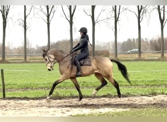 NRPS, Ruin, 3 Jaar, 170 cm, Buckskin