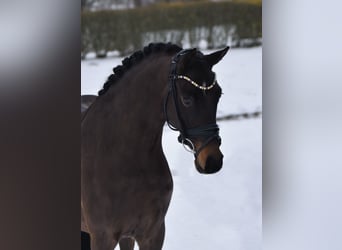 NRPS, Ruin, 4 Jaar, 146 cm, Zwartbruin