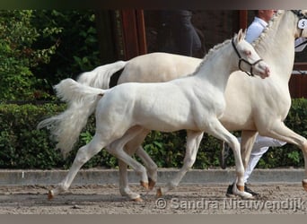 NRPS, Ruin, 4 Jaar, 147 cm, Cremello