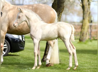 NRPS, Ruin, 4 Jaar, 147 cm, Cremello