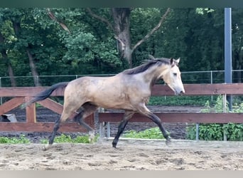 NRPS Mix, Ruin, 4 Jaar, 167 cm, Buckskin