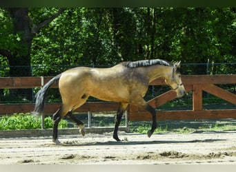 NRPS Mix, Ruin, 4 Jaar, 167 cm, Buckskin
