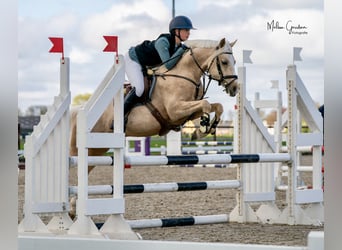 NRPS, Ruin, 5 Jaar, 144 cm, Palomino