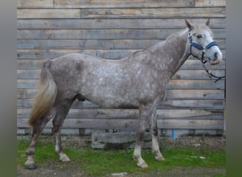 NRPS, Wallach, 5 Jahre, 147 cm, Schimmel