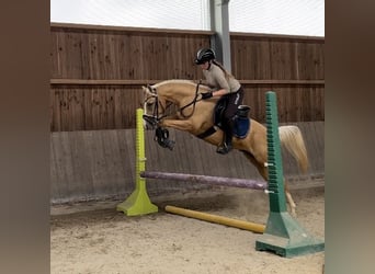 NRPS, Ruin, 5 Jaar, 148 cm, Palomino